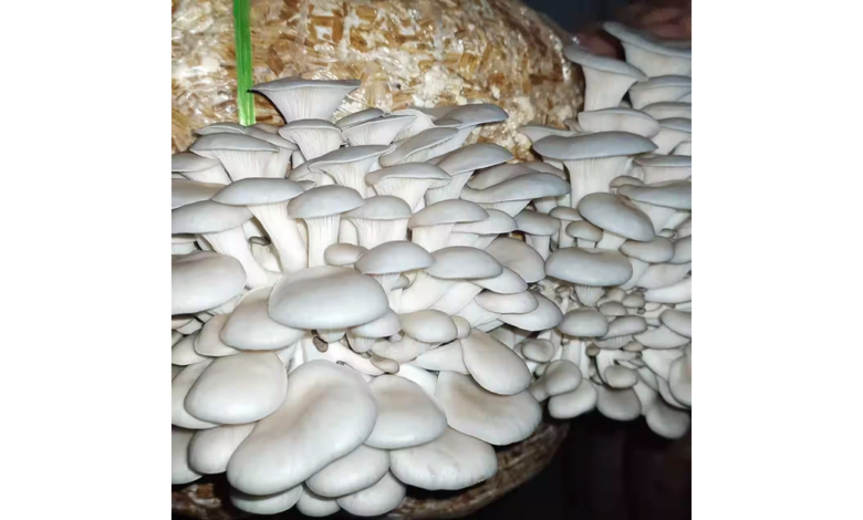 Gachwala Launches High Quality Oyster Mushroom Seeds for Winter Cultivation