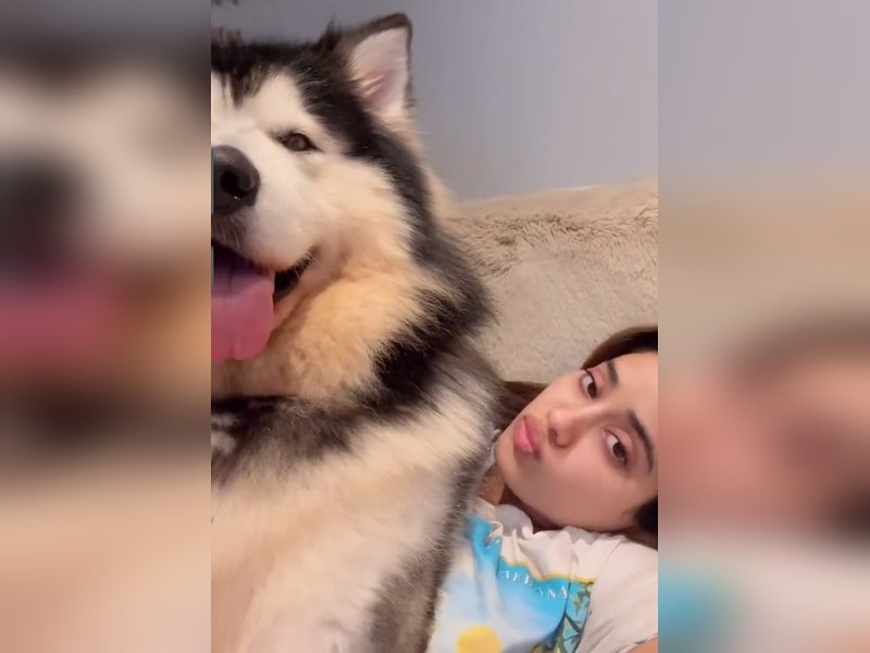 Janhvi Kapoor’s Adorable Moments with Her Pet Husky—Watch the Fun Video! Janhvi Kapoor’s Adorable Moments with Her Pet Husky—Watch the Fun Video!