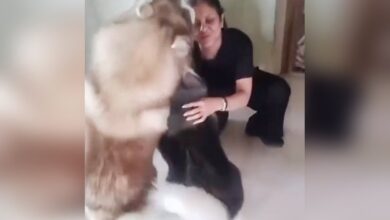 Shefali Shah Returns from Norway Trip, Shares Adorable Welcome from Her Pet Huskies at Home