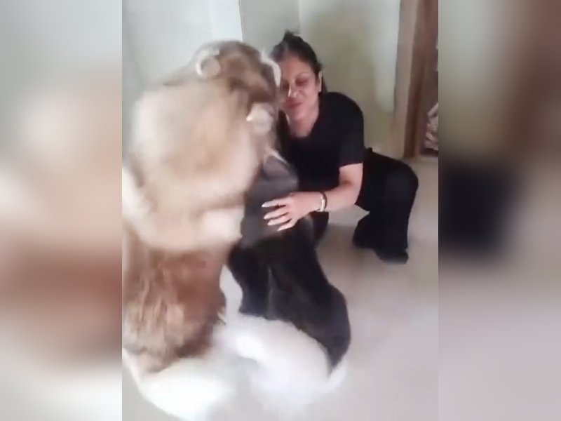 Shefali Shah Returns from Norway Trip, Shares Adorable Welcome from Her Pet Huskies at Home