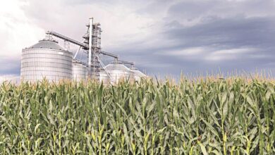 Union Budget 2026: Rice Exporters Seek Support for Sustainable Practices