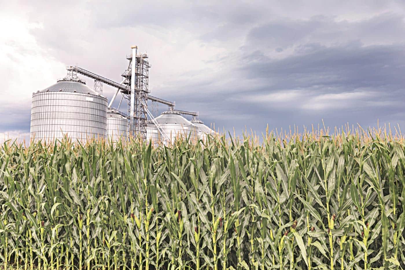 Union Budget 2026: Rice Exporters Seek Support for Sustainable Practices